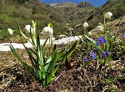 01 Sul sent. 124A per rif. Balicco Campanelline(Leucojum vernum) con Scilla bifolia